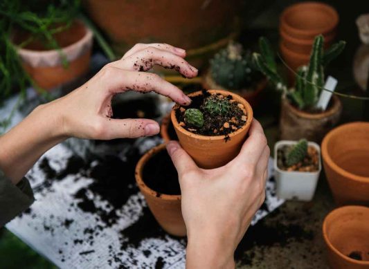 Helping Young Planting